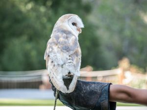 Bird of prey nightlife Barn Owl