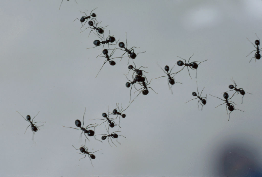 Ants Appearing In 'Ants!'