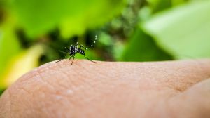 Close-Up Of Insect On Hand