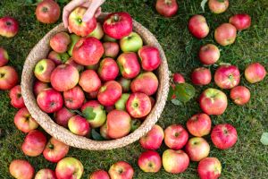 Organic red ripe apples