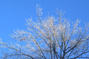 thin icy white tree