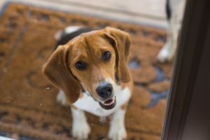 Beagle Waiting at the Door