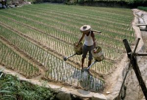 Farmer Waters Rice Plants