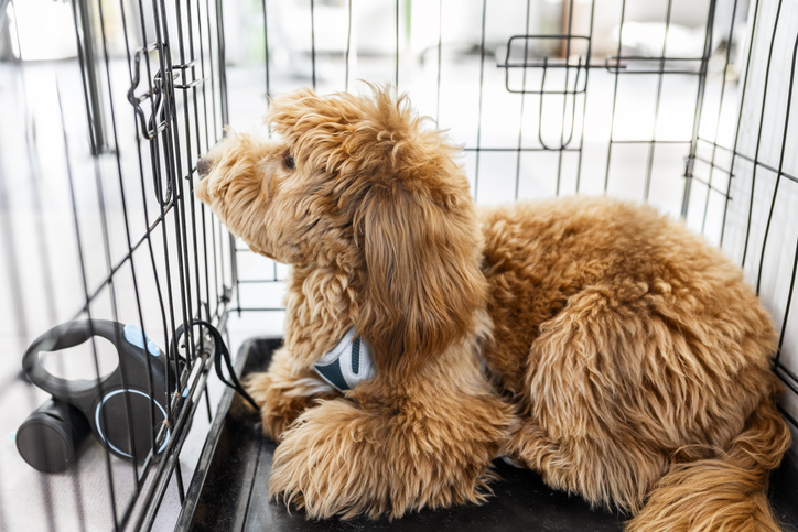 Lonely Poodle Waiting for a Loving Home in an Animal Shelter