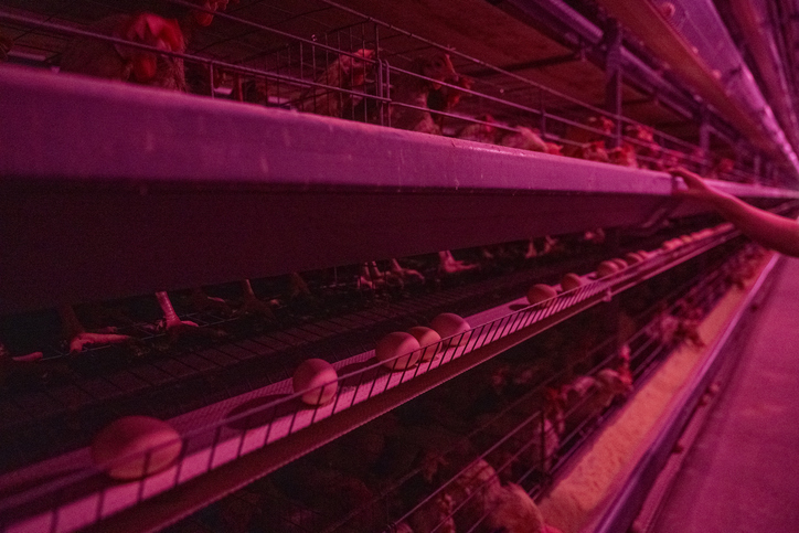 Automated chicken coop under purple light