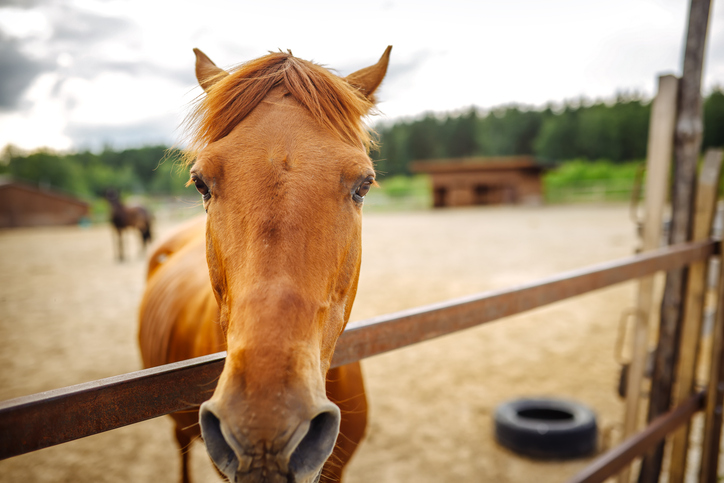 red horse stands by the fence in the pen during summer. Close up